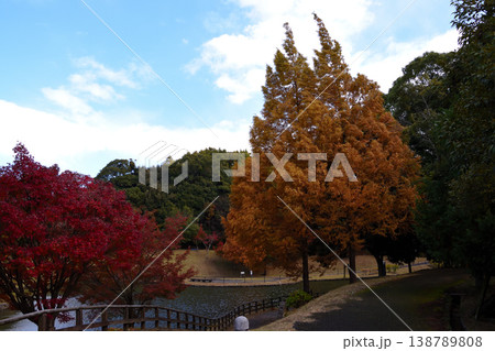 古賀グリーンパークの紅葉 古賀グリーンパークの紅葉 138789808