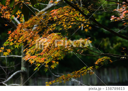 古賀グリーンパークの紅葉 古賀グリーンパークの紅葉 138789813