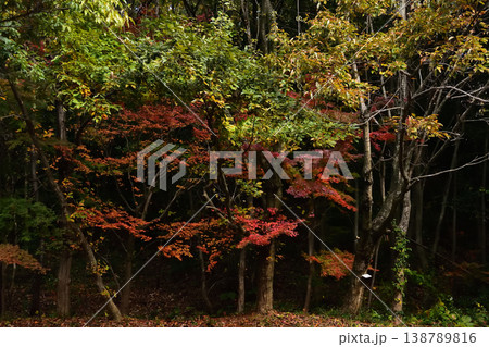 古賀グリーンパークの紅葉 古賀グリーンパークの紅葉 138789816