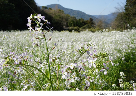 野に咲く花と遠景の山 138789832