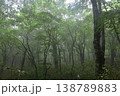 霧に包まれる林 138789883