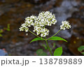 オトコエシ 138789889