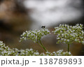 オトコエシと虫 138789893