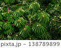 ハナフカノキ 138789899