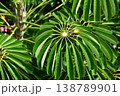 ハナフカノキ 138789901
