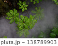 ヤマウルシ 138789903