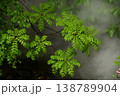 ヤマウルシ 138789904