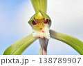 シュンランの花 138789907