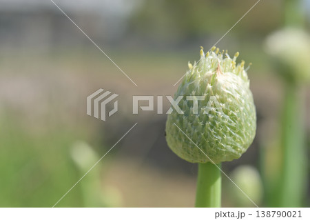 ネギの花芽のマクロ撮影 成長中のつぼみ 初夏の農業素材 ネギの花芽のマクロ撮影 成長中のつぼみ 初夏の農業素材 138790021