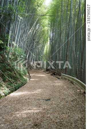 人気のない竹林の道 人気のない竹林の道 138790027