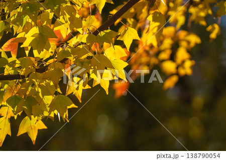 秋の日差しと紅葉の街路樹 秋の日差しと紅葉の街路樹 138790054