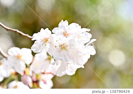 春を告げる 春を告げる 138790429