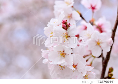 春を告げる 春を告げる 138790441