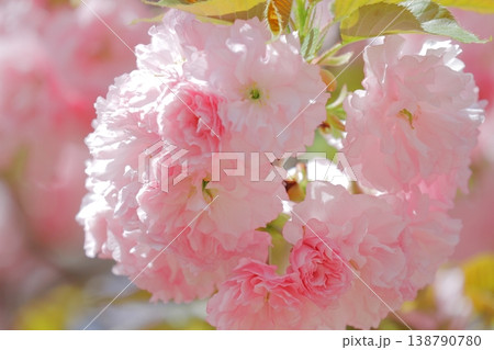 桜（関山） 138790780