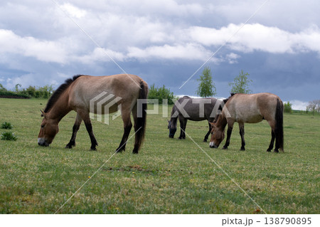 horses grazing 138790895