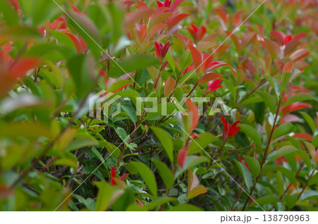 晩夏のレッドロビン 138790963