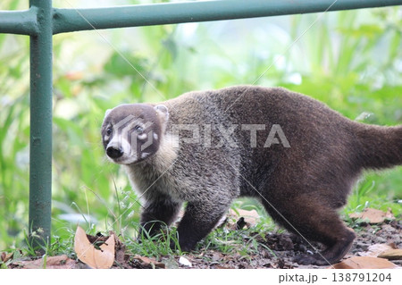 パナマシティ旧市街と近代高層ビル群が共存する中米の大都市景観 138791204