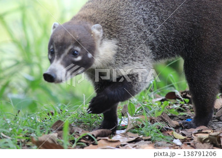 パナマシティ旧市街と近代高層ビル群が共存する中米の大都市景観 138791206