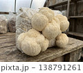 Mature Lions Mane Mushrooms On Grow Bag 138791261