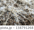 Extreme Macro White Mycelium Growing On Substrate 138791268