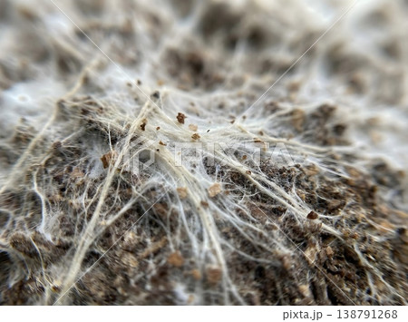 Extreme Macro White Mycelium Growing On Substrate 138791268