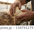 Hands Harvesting Lions Mane From Grow Block 138791279