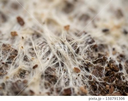 Extreme Macro White Mycelium Growing On Substrate 138791306