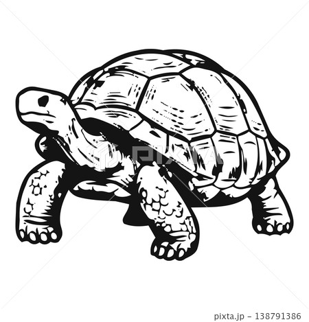 turtle isolated on black background 138791386