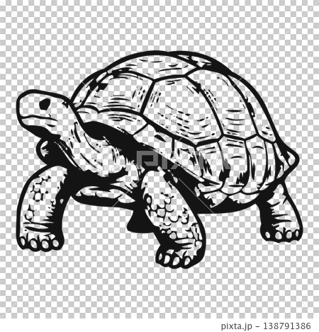 turtle isolated on black background 138791386