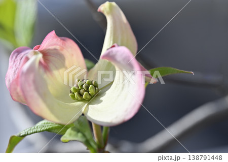 ハナミズキの花 ハナミズキの花 138791448