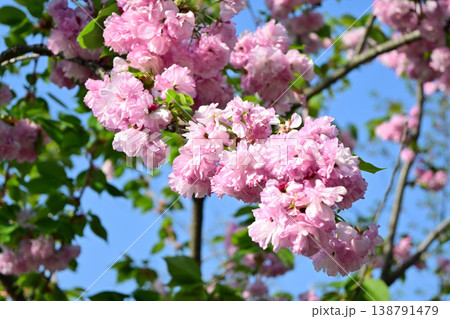 ピンク色の可愛い八重桜 138791479