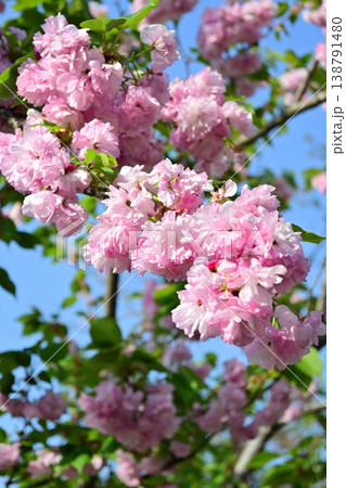 青空に映える八重桜 138791480