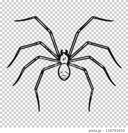 spider web on white background 138791650