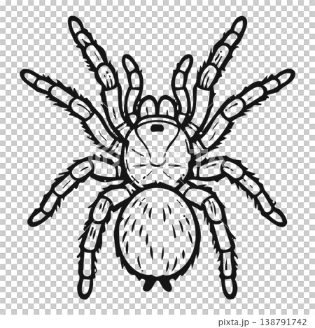 spider with spider spider with spider 138791742