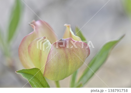 ハナミズキの花 138791758