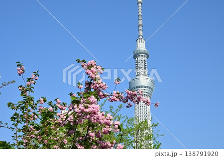 八重桜とスカイツリー 八重桜とスカイツリー 138791920
