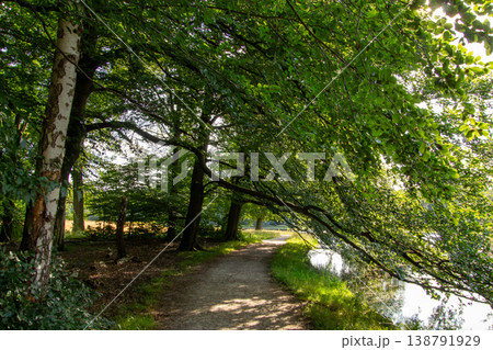 Walking in National Park the Veluwe in the Netherlands Walking in National Park the Veluwe in the Netherlands 138791929