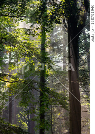 Sun harps during the golden hour in the forest. Discovering the Posbank on the Veluwe. National Park Veluwezoom, the Netherlands. Sun harps during the golden hour in the forest. Discovering the Posbank on the Veluwe. National Park Veluwezoom, the Netherlands. 138791946