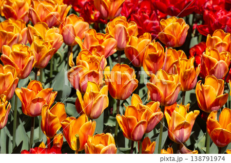 Bulb field with red colored tulip flowers 138791974