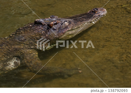 The crocodile is show head in the river The crocodile is show head in the river 138792093