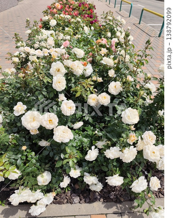 White beige roses bush in garden bed. Flower rose buds White beige roses bush in garden bed. Flower rose buds 138792099