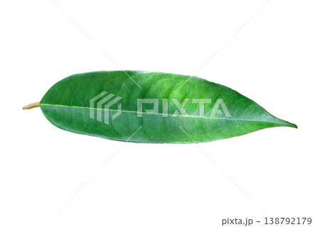 Fresh Green Tropical Leaf with Visible Veins Isolated 138792179