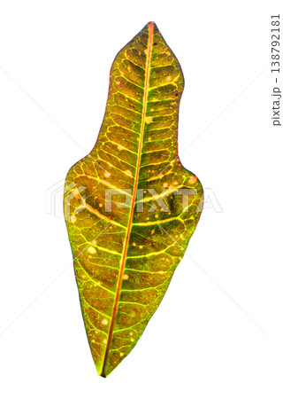 Colorful Croton Leaf with Red and Yellow Veins Isolated Colorful Croton Leaf with Red and Yellow Veins Isolated 138792181