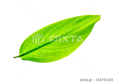 Vibrant Green Turmeric Leaf with Parallel Veins Vibrant Green Turmeric Leaf with Parallel Veins 138792183
