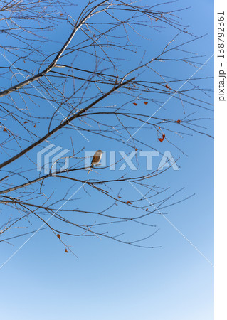 冬の青空と小鳥 冬の青空と小鳥 138792361