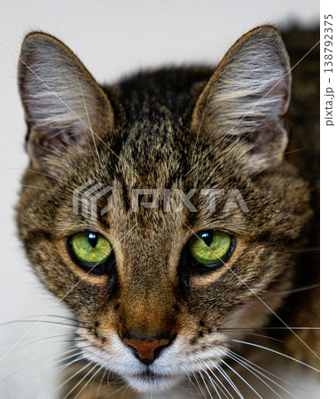 striped domestic cat with green eyes is sitting on an armchair or sofa. inquisitive pet posing.  138792375
