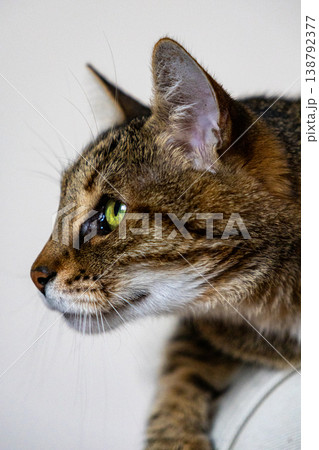 striped domestic cat with green eyes is sitting on an armchair or sofa. inquisitive pet posing. striped domestic cat with green eyes is sitting on an armchair or sofa. inquisitive pet posing. 138792377