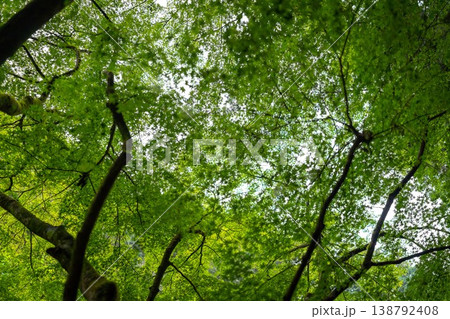 新緑の木々を見上げて 新緑の木々を見上げて 138792408