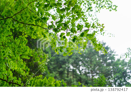 新緑のイチョウの葉 138792417