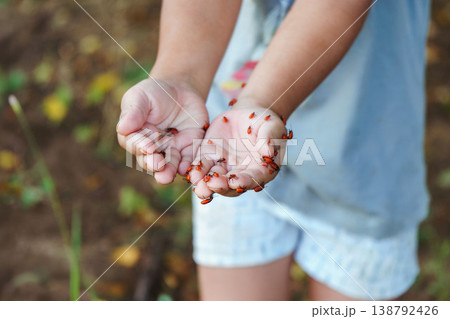 Boy explores nature with firebugs. Boy in summer enjoys and learns about insects in natural sunlight Boy explores nature with firebugs. Boy in summer enjoys and learns about insects in natural sunlight 138792426